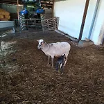 Cortijo La Laguna شاليه *